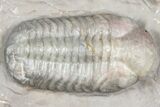 Prone Austerops Trilobite Fossil - Jorf, Morocco #363125-1